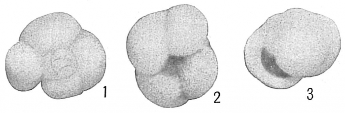 Globigerina inflata Globigerina inflata