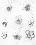 Hastigerina pelagica, author: Cedhagen, Tomas