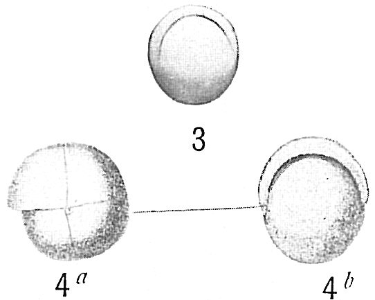 Pullenia sphaeroides Pullenia sphaeroides