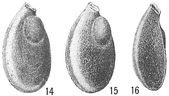 Seabrookia earlandi Seabrookia earlandi