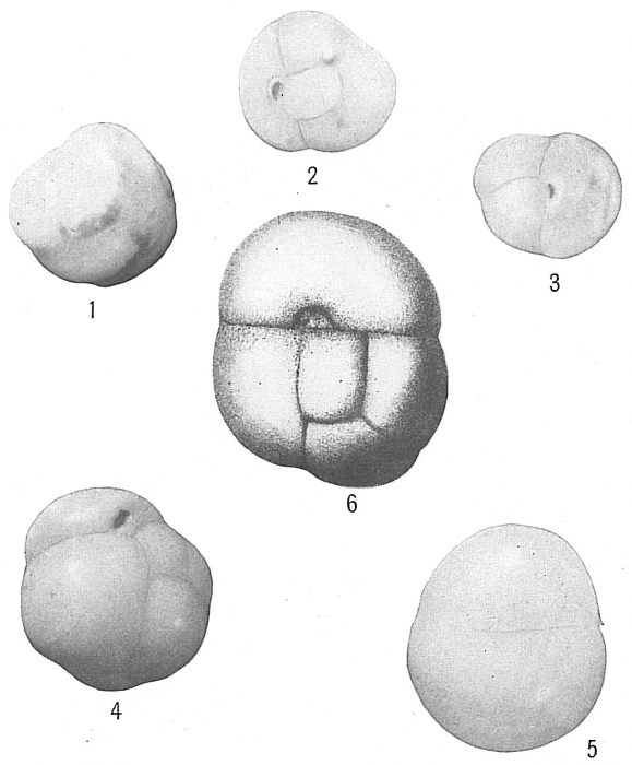 Sphaeroidina bulloides Sphaeroidina bulloides