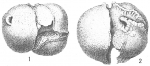 Sphaeroidina dehiscens