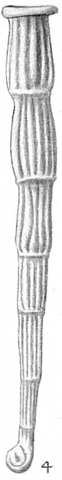 Articulina antillarum Articulina antillarum