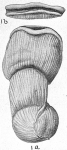 Articulina lineata
