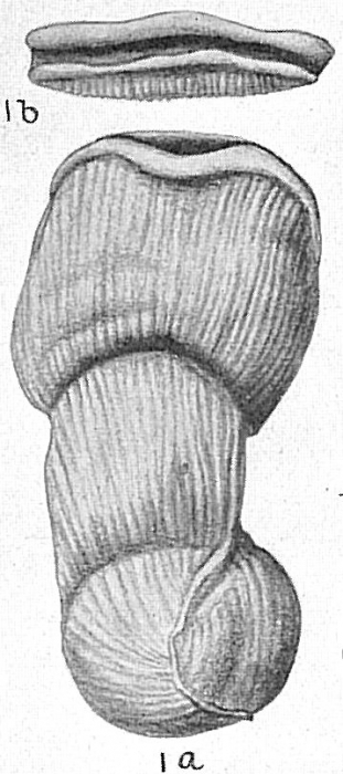 Articulina lineata Articulina lineata