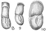 Articulina lineata