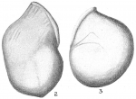 Articulina mexicana
