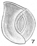 Articulina multilocularis