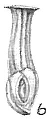 Articulina sulcata sensu Cushman (1929) = Articulina sagra (see Cushman (1944)) Articulina sulcata sensu Cushman (1929) = Articulina sagra (see Cushman (1944))