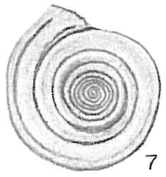 Cornuspira carinata Cornuspira carinata