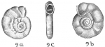 Cornuspira selseyensis