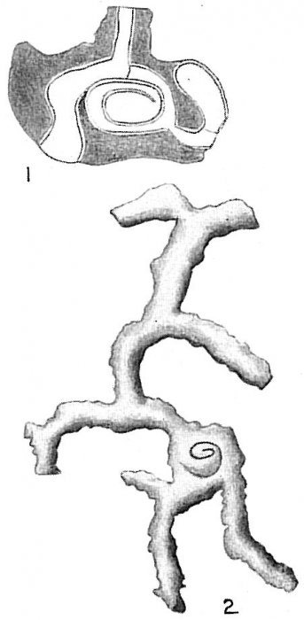 Cornuspiramia antillarum Cornuspiramia antillarum