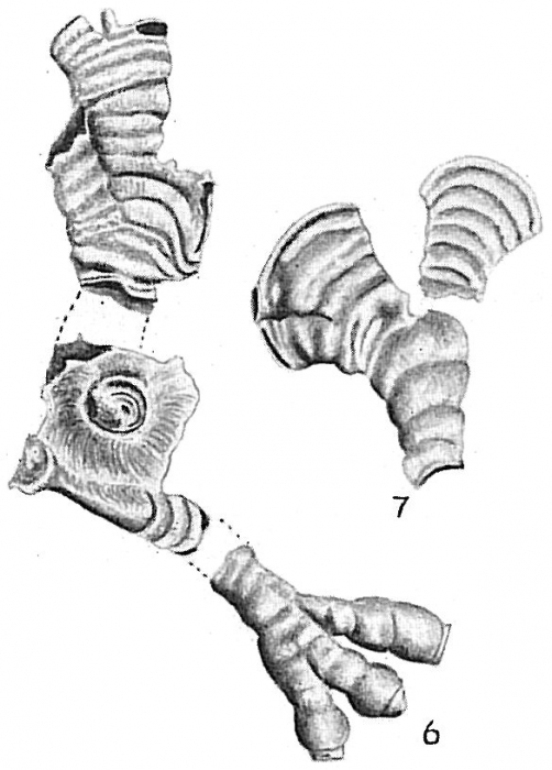Cornuspirella diffusa Cornuspirella diffusa