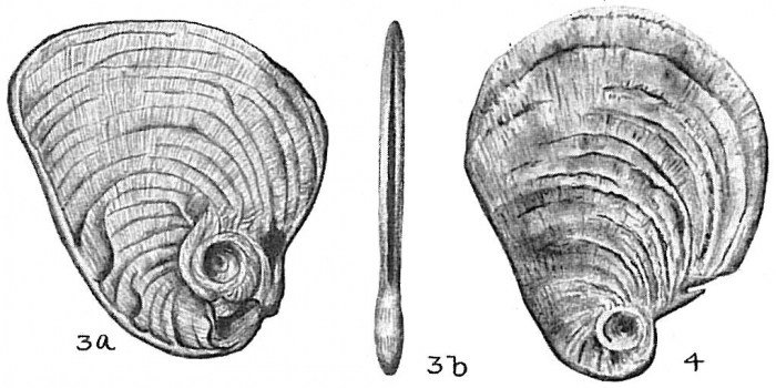 Cornuspiroides striolata Cornuspiroides striolata