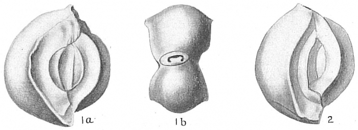 Flintia robusta Flintia robusta