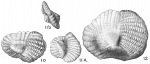 Hauerina ornatissima