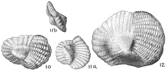 Hauerina ornatissima Hauerina ornatissima