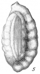 Massilina crenata