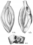 Massilina inaequalis