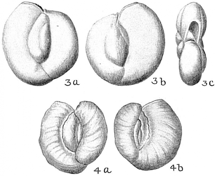 Massilina secans Massilina secans