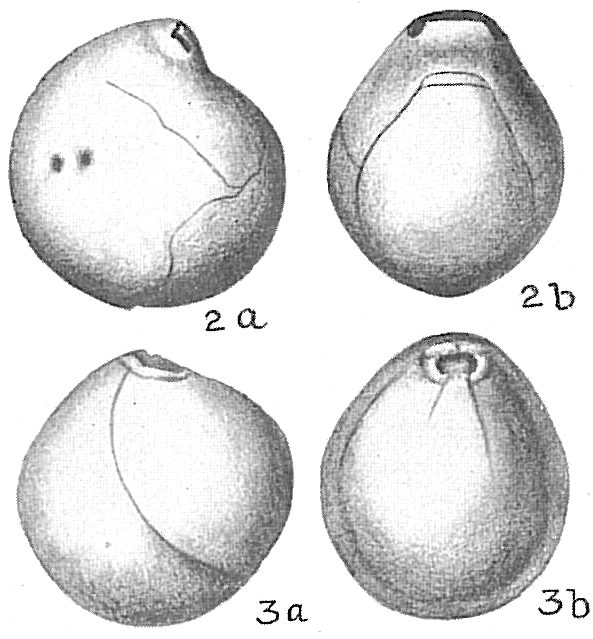 Nummoloculina irregularis Nummoloculina irregularis