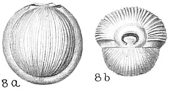 Pyrgo comata Pyrgo comata