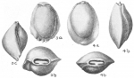 Pyrgo denticulata