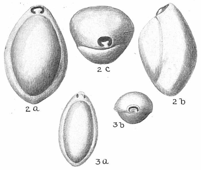Pyrgo elongata Pyrgo elongata
