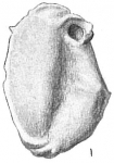 Pyrgo millettii