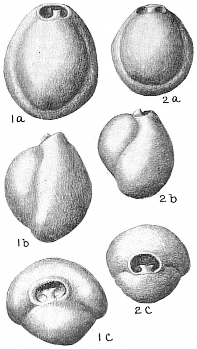 Pyrgo subsphaerica Pyrgo subsphaerica