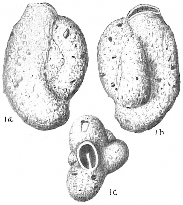 Quinqueloculina agglutinans Quinqueloculina agglutinans