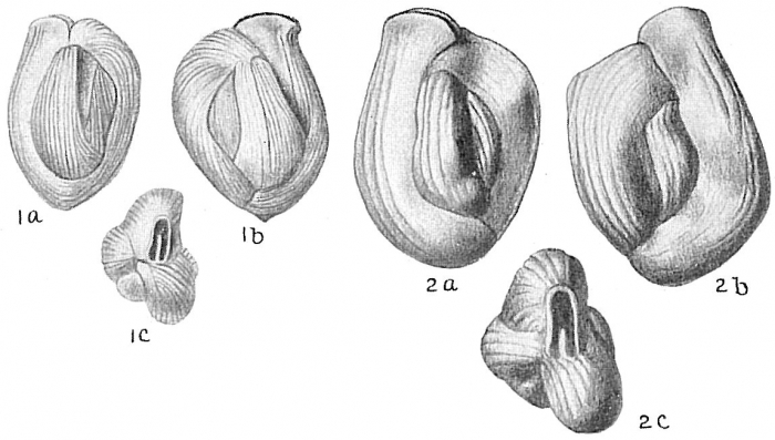 Quinqueloculina bicornis Quinqueloculina bicornis