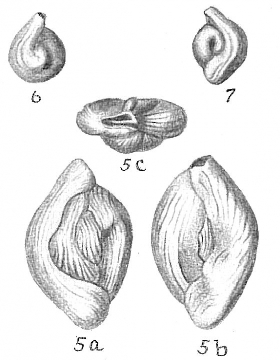 Quinqueloculina bicornis Quinqueloculina bicornis