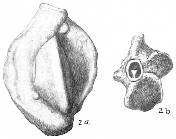 Quinqueloculina bidentata Quinqueloculina bidentata