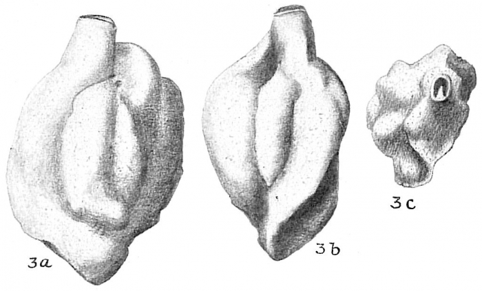 Quinqueloculina bradyana Quinqueloculina bradyana