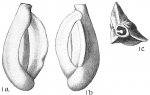 Quinqueloculina candeiana