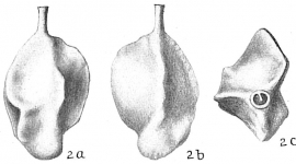 Quinqueloculina collumnosa, author: Cedhagen, Tomas
