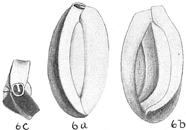 Quinqueloculina contorta Quinqueloculina contorta