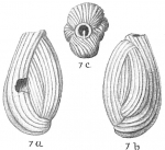 Quinqueloculina costata