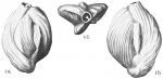 Quinqueloculina crassa subcuneata