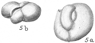 Quinqueloculina dilatata, author: Cedhagen, Tomas