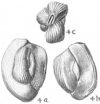 Quinqueloculina disparilis, author: Cedhagen, Tomas