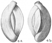 Quinqueloculina funafutiensis, author: Cedhagen, Tomas