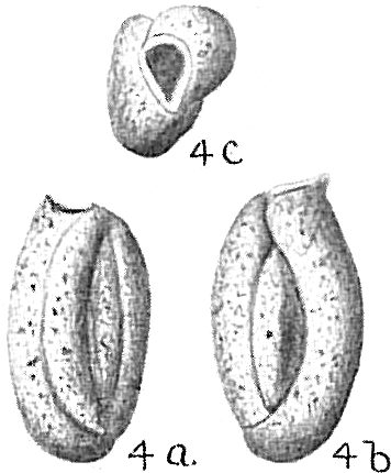 Quinqueloculina fusca Quinqueloculina fusca