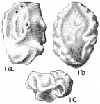Quinqueloculina kerimbatica, author: Cedhagen, Tomas