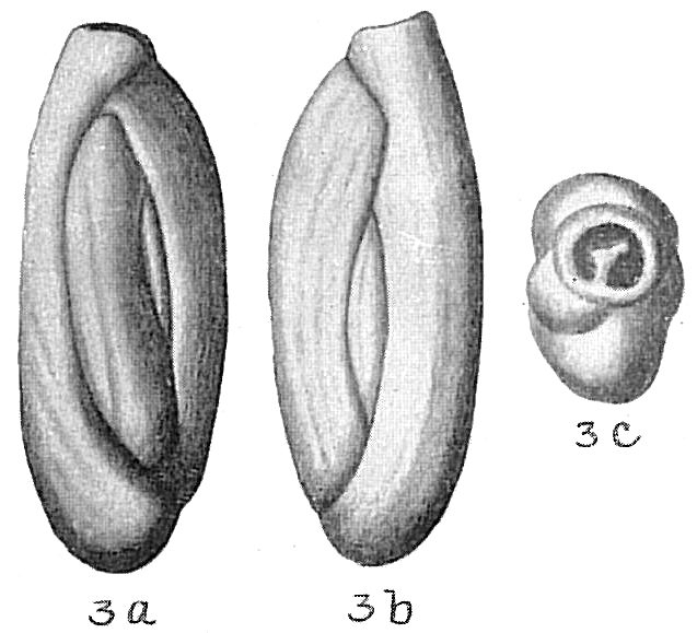 Quinqueloculina laevigata Quinqueloculina laevigata