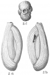 Quinqueloculina poeyana