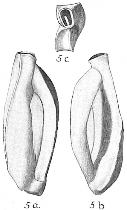 Quinqueloculina polygona Quinqueloculina polygona
