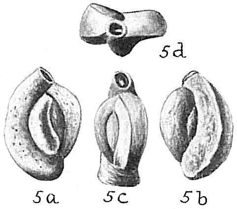 Quinqueloculina sclerotica Quinqueloculina sclerotica