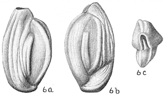 Quinqueloculina seminuda Quinqueloculina seminuda